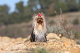 YORKSHIRE TERRIER 186